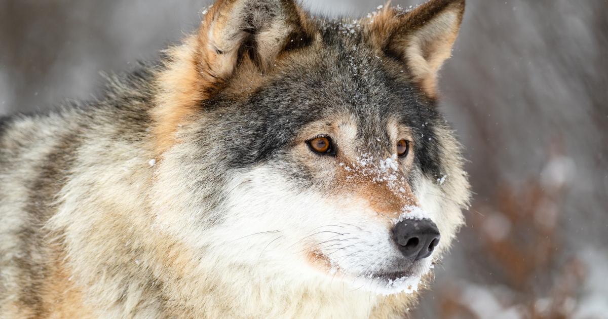 Flere henvendelser til ulvetracking – er der en ulv i Horsens?